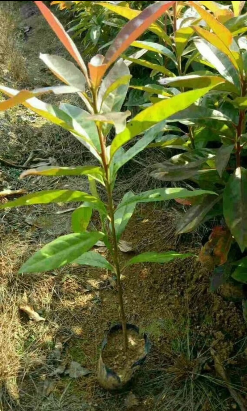 江西宜春奉新县木荷杯苗，产地直供，规格齐全