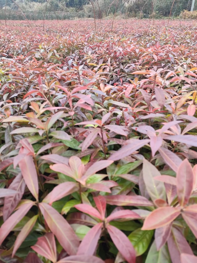 江西宜春奉新县木荷杯苗，产地直供，规格齐全