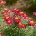 除虫菊种子驱蚊草驱虫菊花种籽子多年生混色四季易活阳台盆栽
