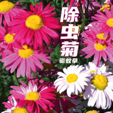 除虫菊种子驱蚊草驱虫菊花种籽子多年生混色四季易活阳台盆栽