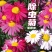 除虫菊种子驱蚊草驱虫菊花种籽子多年生混色四季易活阳台盆栽
