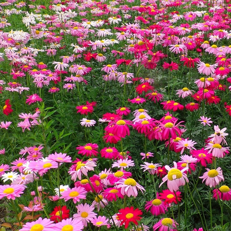 除虫菊种子驱蚊草驱虫菊花种籽子多年生混色四季易活阳台盆栽