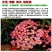 除虫菊种子驱蚊草驱虫菊花种籽子多年生混色四季易活阳台盆栽