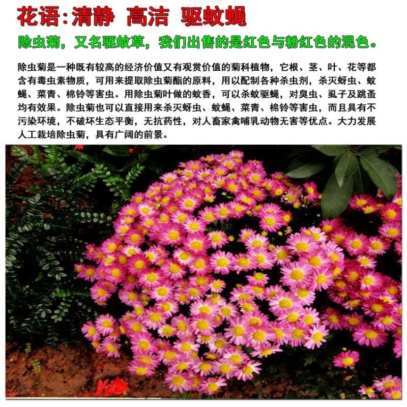 除虫菊种子驱蚊草驱虫菊花种籽子多年生混色四季易活阳台盆栽