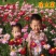 除虫菊种子驱蚊草驱虫菊花种籽子多年生混色四季易活阳台盆栽