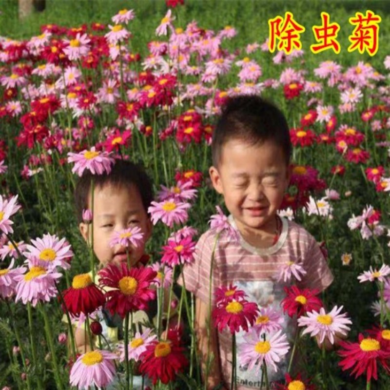 除虫菊种子驱蚊草驱虫菊花种籽子多年生混色四季易活阳台盆栽