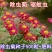 除虫菊种子驱蚊草驱虫菊花种籽子多年生混色四季易活阳台盆栽