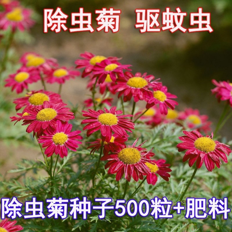 除虫菊种子驱蚊草驱虫菊花种籽子多年生混色四季易活阳台盆栽
