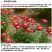 除虫菊种子驱蚊草驱虫菊花种籽子多年生混色四季易活阳台盆栽
