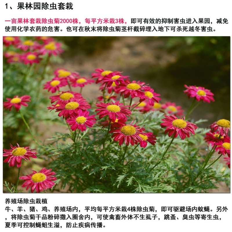 除虫菊种子驱蚊草驱虫菊花种籽子多年生混色四季易活阳台盆栽