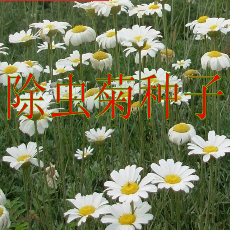 除虫菊种子驱蚊草驱虫菊花种籽子多年生混色四季易活阳台盆栽