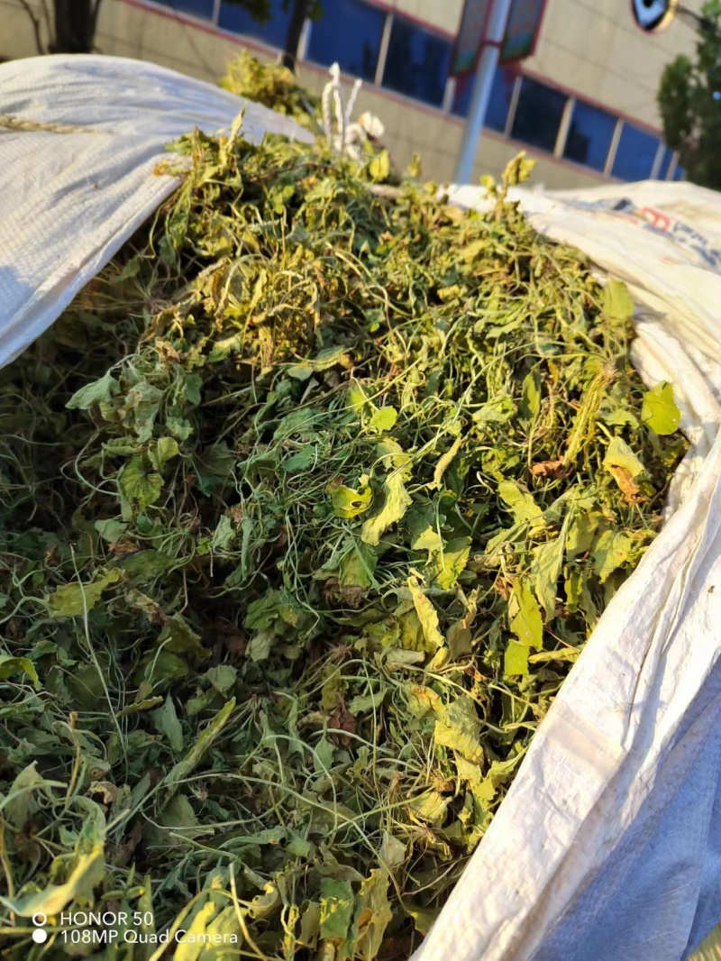 紫花地丁产地直发可视频看货长期供应欢迎来电咨询