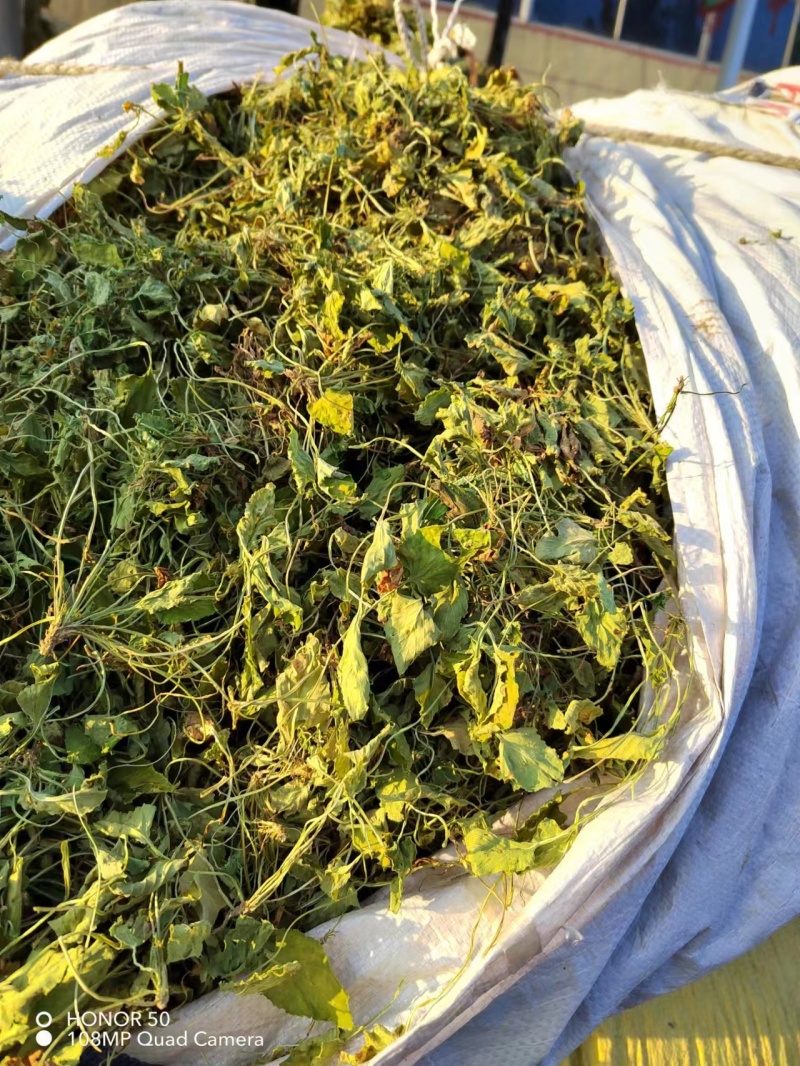 紫花地丁产地直发可视频看货长期供应欢迎来电咨询