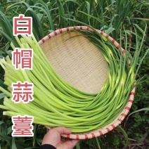 精品白帽蒜苔基地直供一手货源品质保证诚信经营欢迎采购