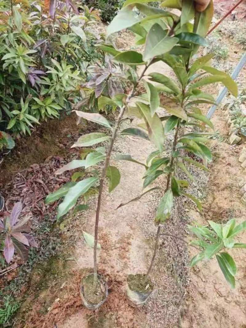 江西宜春奉新县2年生木荷杯苗，产地直供，规格齐全