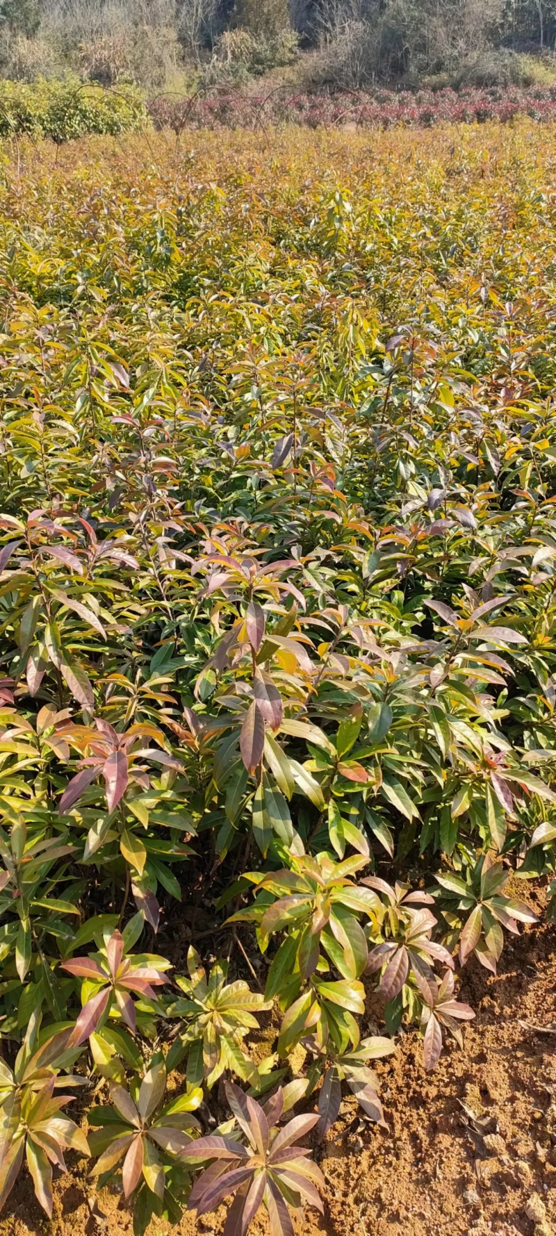 江西宜春奉新县2年生木荷杯苗，产地直供，规格齐全