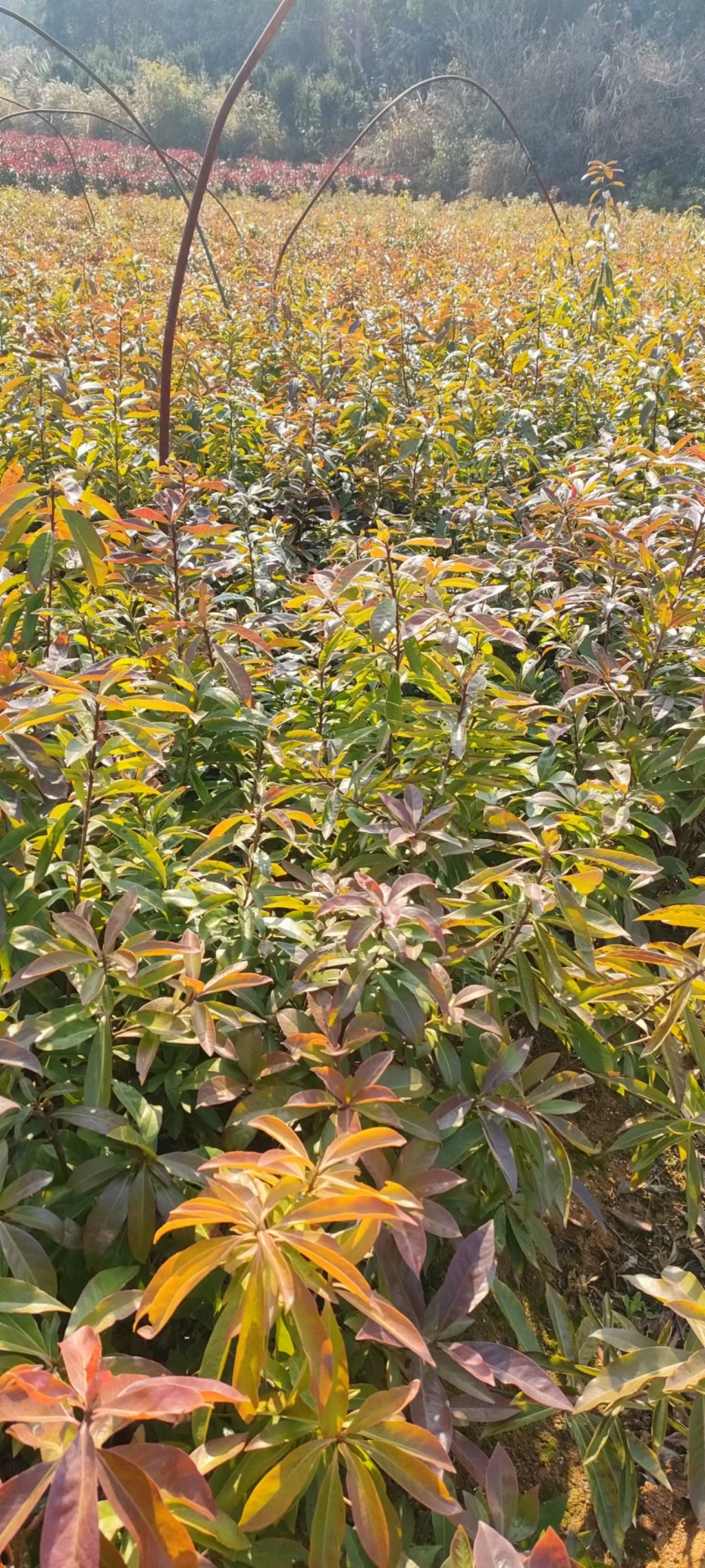 江西宜春奉新县2年生木荷杯苗，产地直供，规格齐全