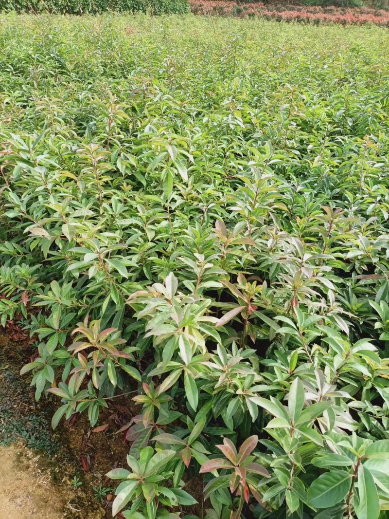 江西宜春奉新县2年生木荷杯苗，产地直供，规格齐全