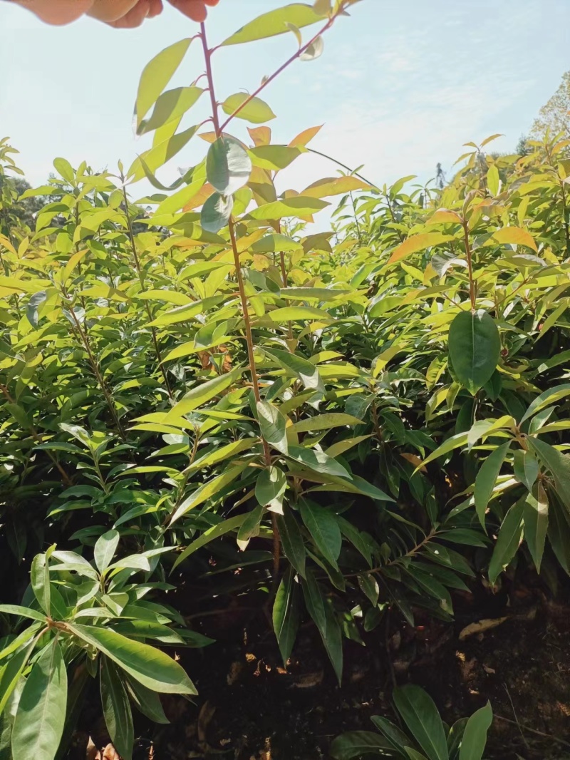 江西宜春奉新县2年生木荷杯苗，产地直供，规格齐全