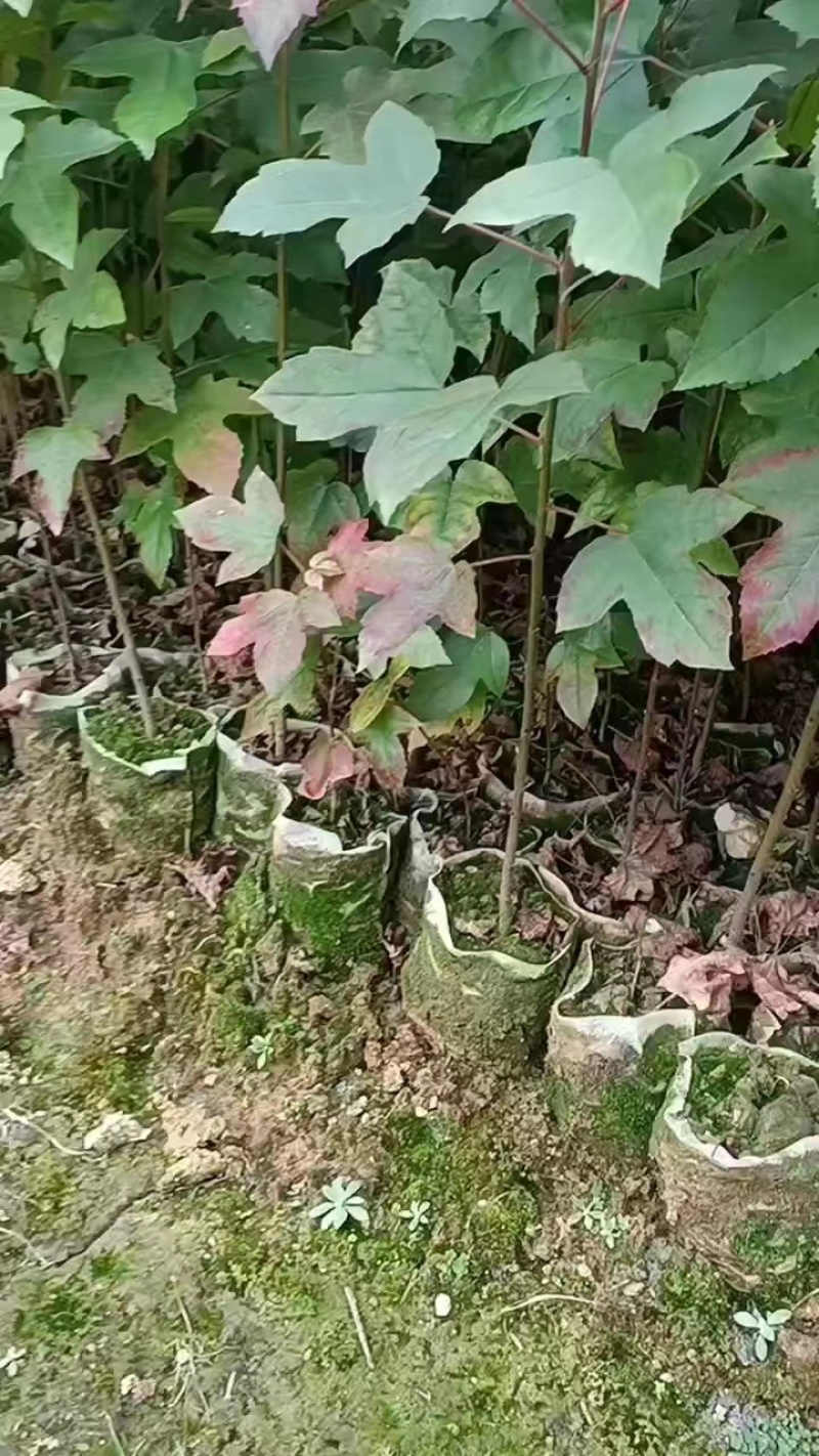 宜春奉新县本地种植基地，枫香杯苗大量供应，规格齐全，价格优惠