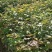 宜春奉新县本地种植基地，枫香杯苗大量供应，规格齐全，价格优惠