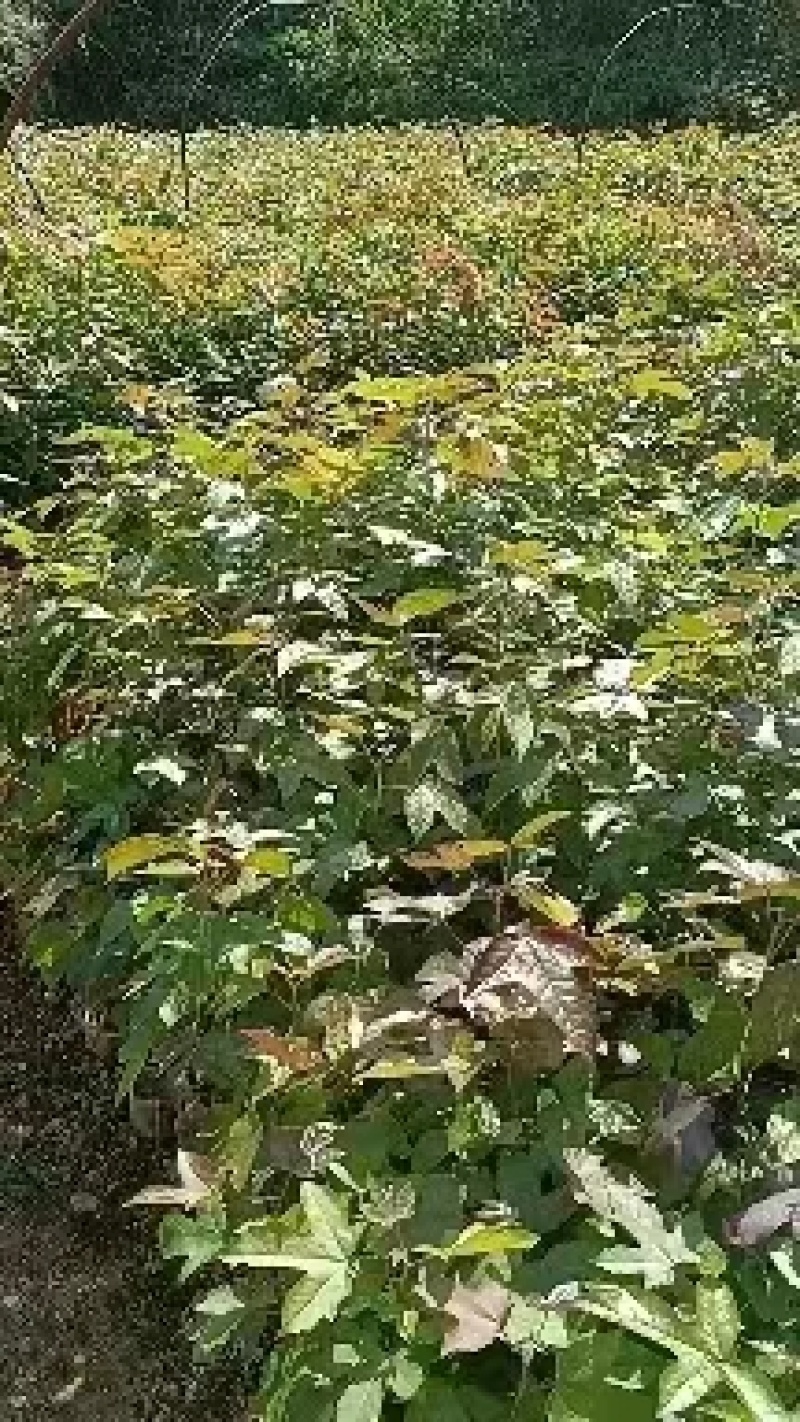 宜春奉新县本地种植基地，枫香杯苗大量供应，规格齐全，价格优惠