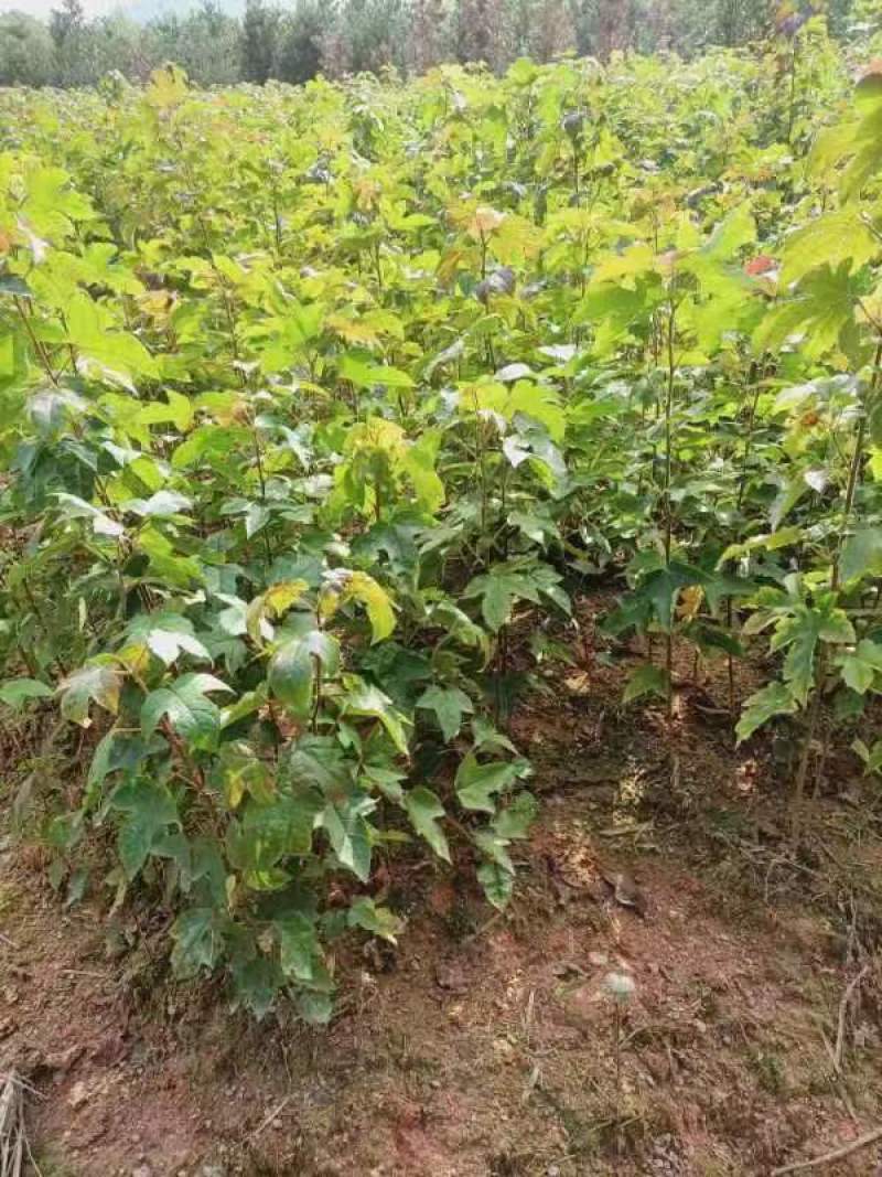宜春奉新县本地种植基地，枫香杯苗大量供应，规格齐全，价格优惠