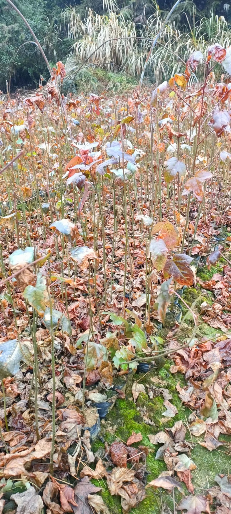 宜春奉新县本地种植基地，枫香杯苗大量供应，规格齐全，价格优惠