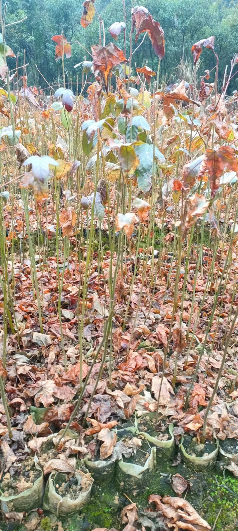 宜春奉新县本地种植基地，枫香杯苗大量供应，规格齐全，价格优惠