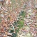 宜春奉新县本地种植基地，枫香杯苗大量供应，规格齐全，价格优惠