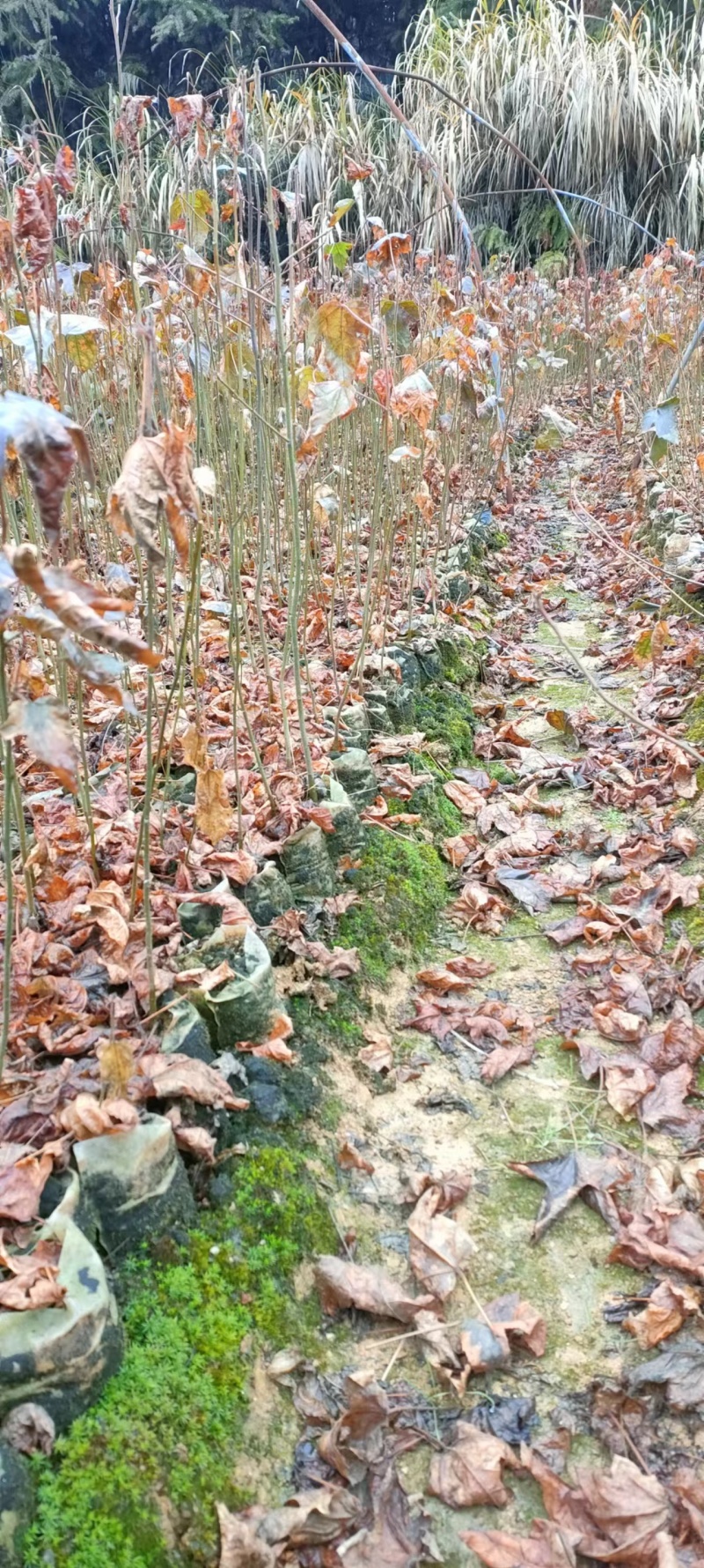 宜春奉新县本地种植基地，枫香杯苗大量供应，规格齐全，价格优惠