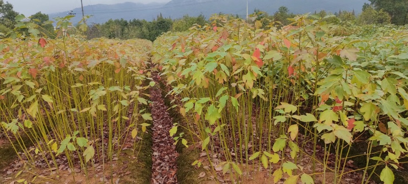 宜春奉新县本地种植基地，檫木杯苗大量供应，规格齐全，价格优惠