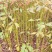 宜春奉新县本地种植基地，檫木杯苗大量供应，规格齐全，价格优惠