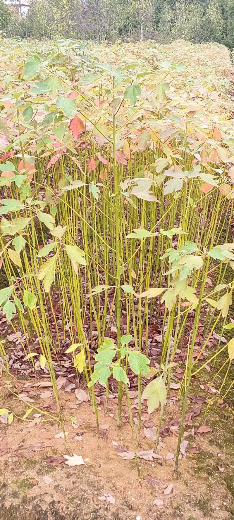 宜春奉新县本地种植基地，檫木杯苗大量供应，规格齐全，价格优惠