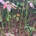 宜春奉新县本地种植基地，檫木杯苗大量供应，规格齐全，价格优惠