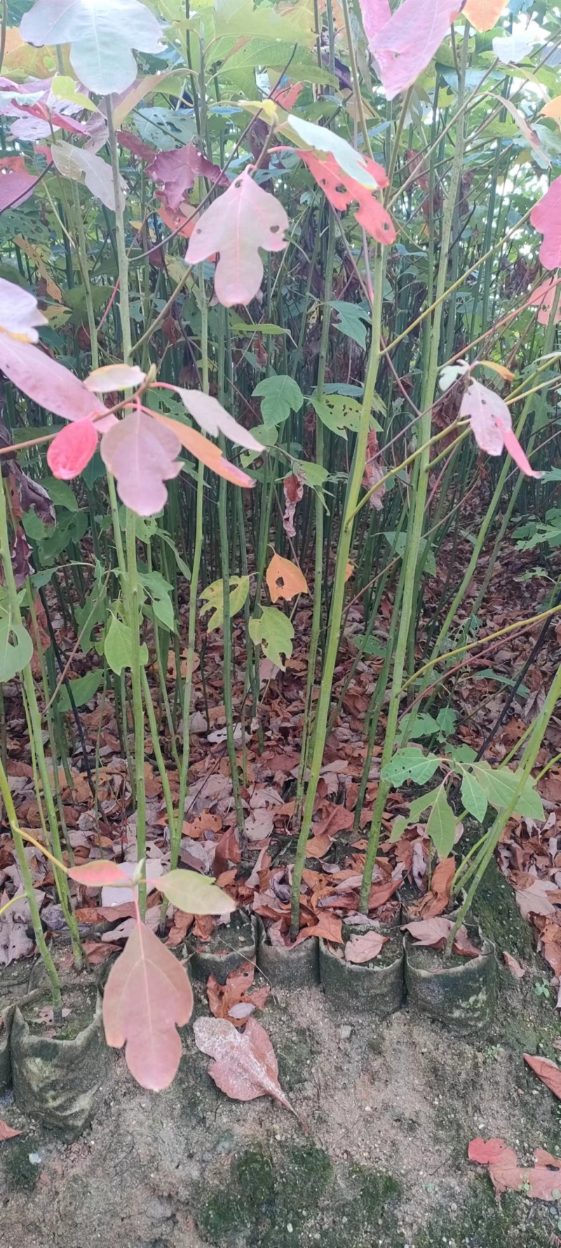 宜春奉新县本地种植基地，檫木杯苗大量供应，规格齐全，价格优惠
