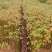 宜春奉新县本地种植基地，檫木杯苗大量供应，规格齐全，价格优惠
