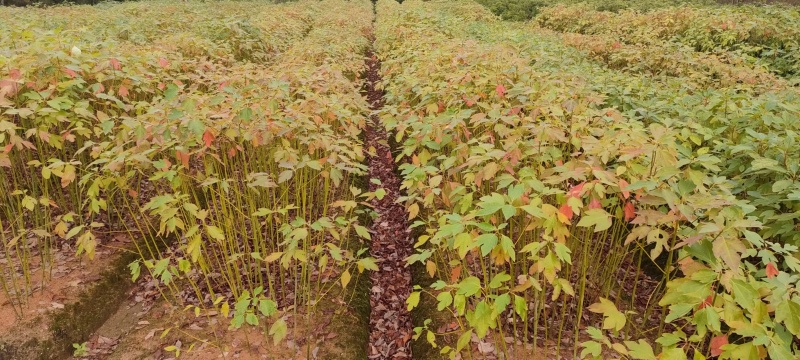 宜春奉新县本地种植基地，檫木杯苗大量供应，规格齐全，价格优惠