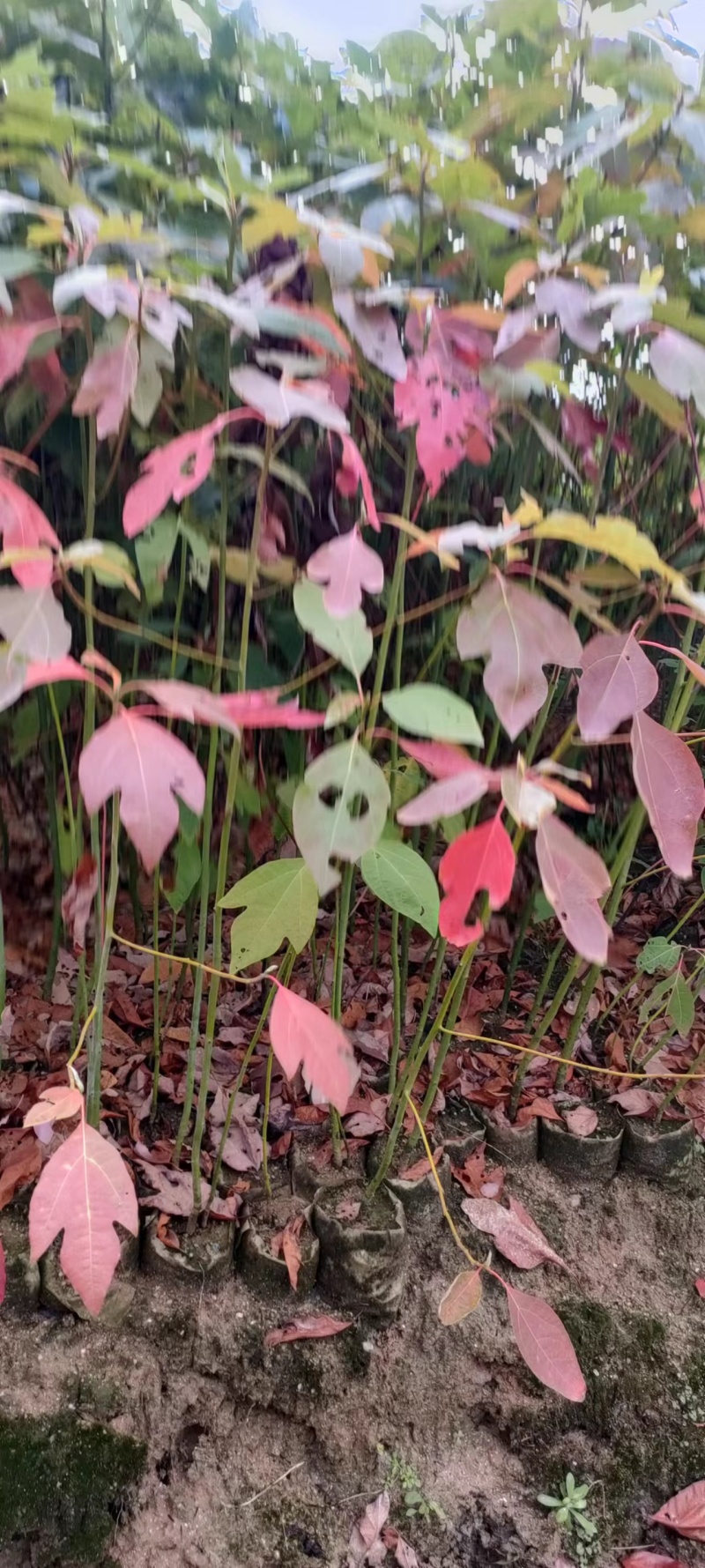 宜春奉新县本地种植基地，檫木杯苗大量供应，规格齐全，价格优惠