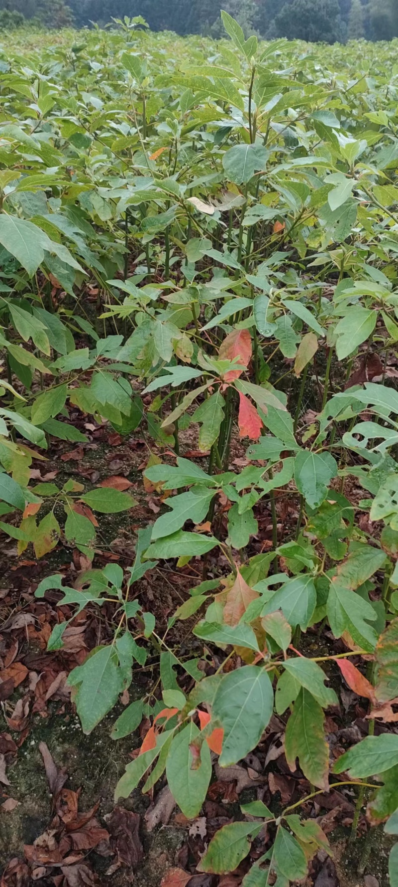 宜春奉新县本地种植基地，檫木杯苗大量供应，规格齐全，价格优惠