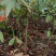 宜春奉新县本地种植基地，檫木杯苗大量供应，规格齐全，价格优惠