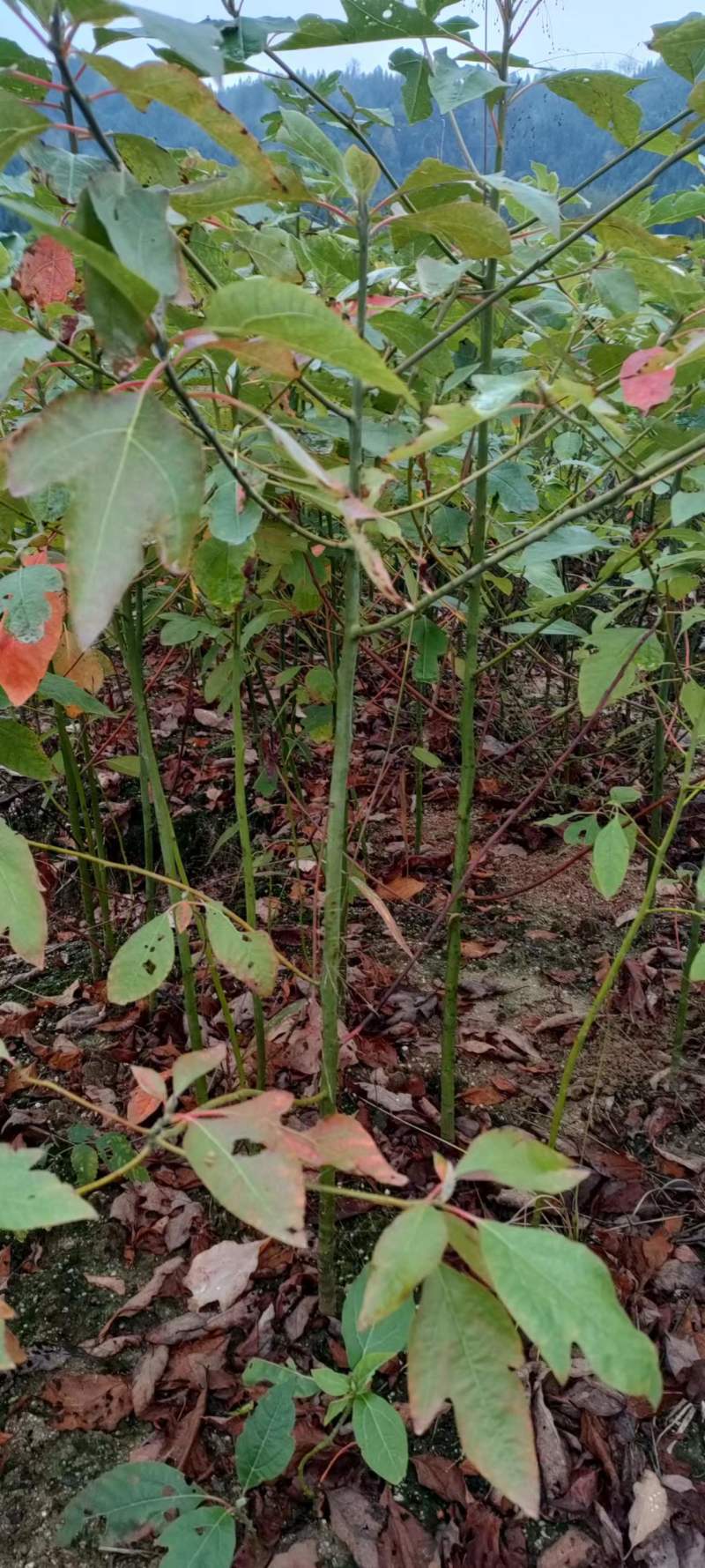 宜春奉新县本地种植基地，檫木杯苗大量供应，规格齐全，价格优惠