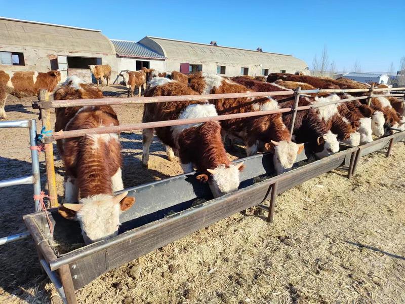 西门塔尔牛犊内蒙牧区牛犊草原直达品质保证手续齐全