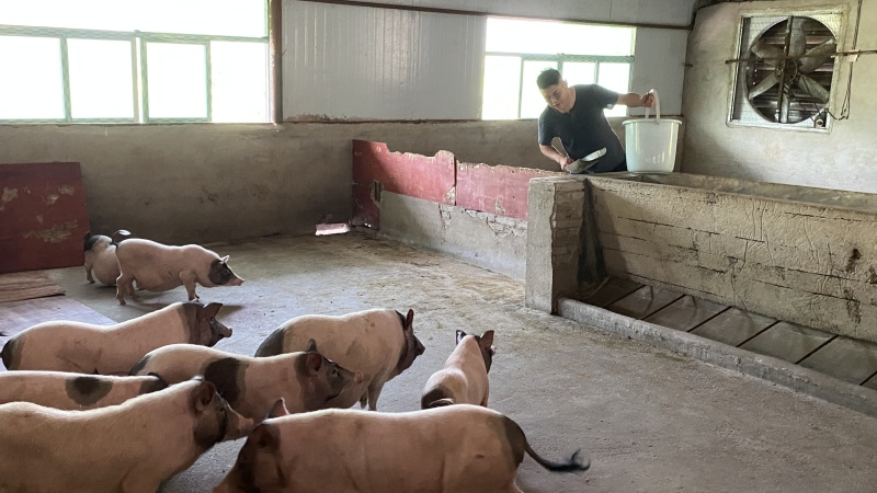 【巴马小香猪肉】优选香猪肉，跑山猪，肉质鲜嫩味香量大从优