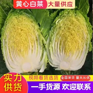 大白菜湖北黄心白菜产地直发保质保量价格优惠