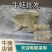 【牛蛙批发】江浙沪常规蛙牛蛙养殖批发价货源充足电联下单
