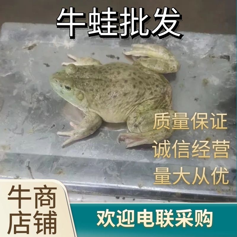 【牛蛙批发】江浙沪常规蛙牛蛙养殖批发价货源充足电联下单