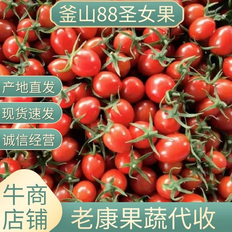 【实力代办】釜山88圣女果山东圣女果大量供应全国发