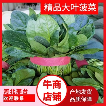 河北精品大叶菠菜现货产地直发商超社区团购量大从优