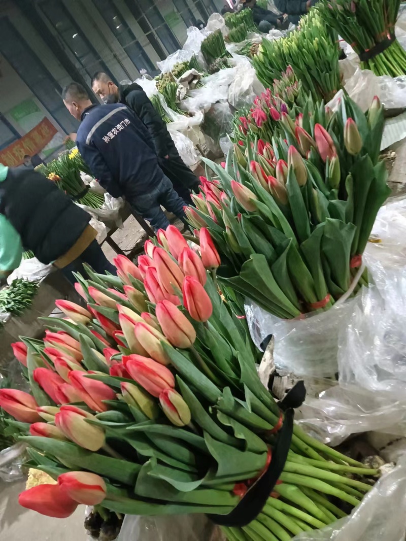 凌源香雪兰鲜切花种球百合各种花卉都有欢迎联系